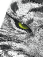 WHITE TIGER